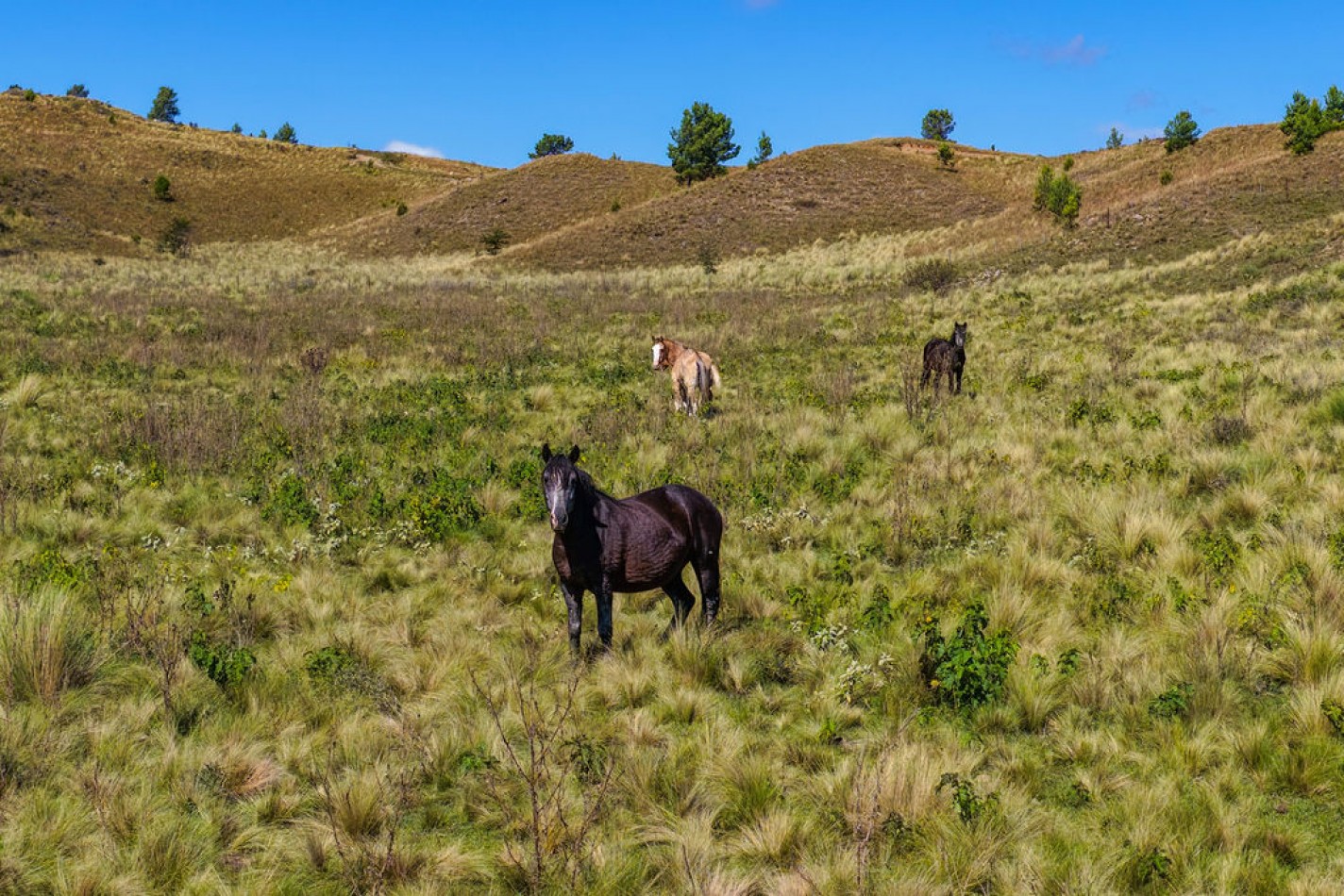 POTRERO DE GARAY- 76 HECTAREAS