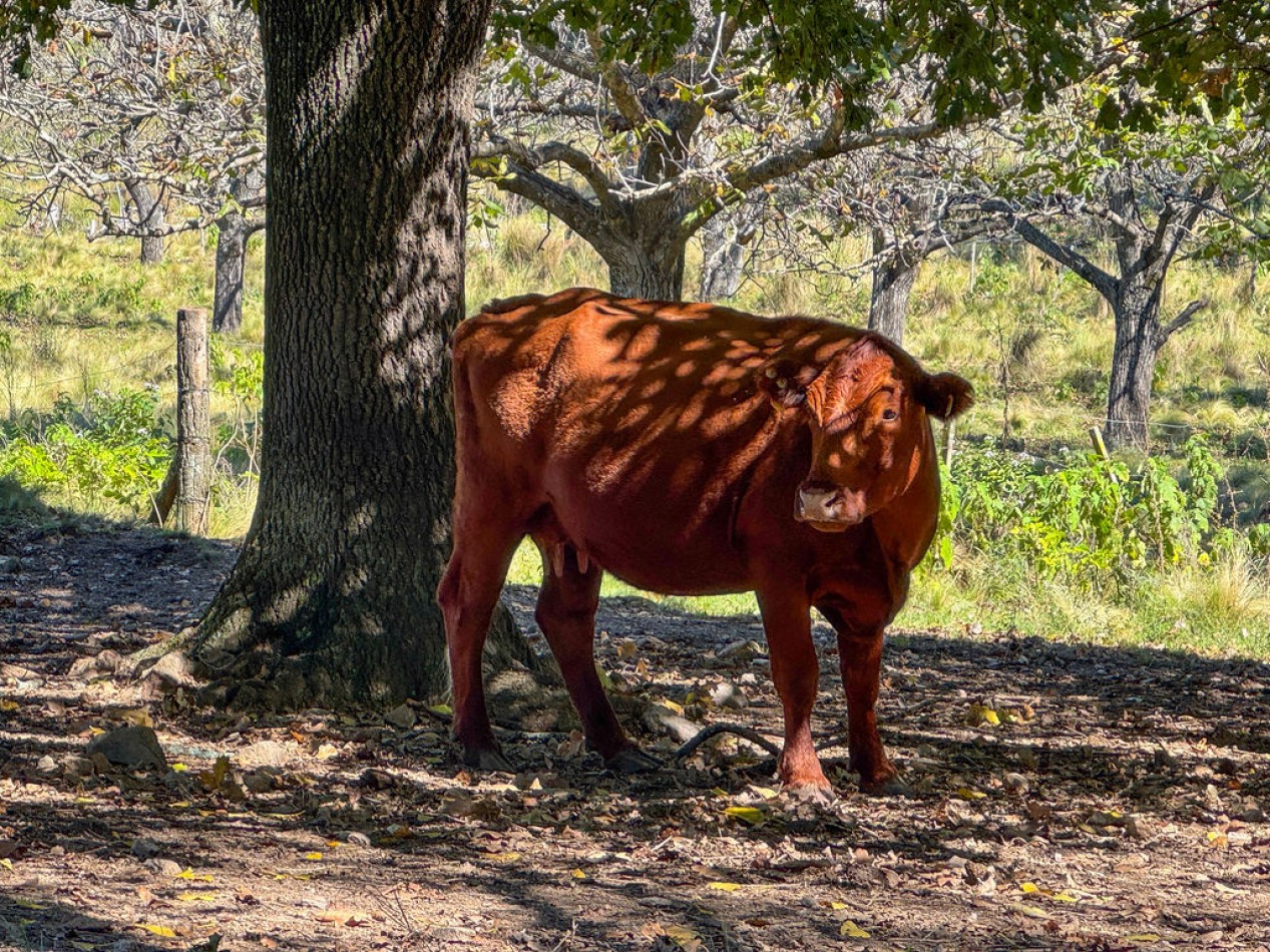 POTRERO DE GARAY- 76 HECTAREAS