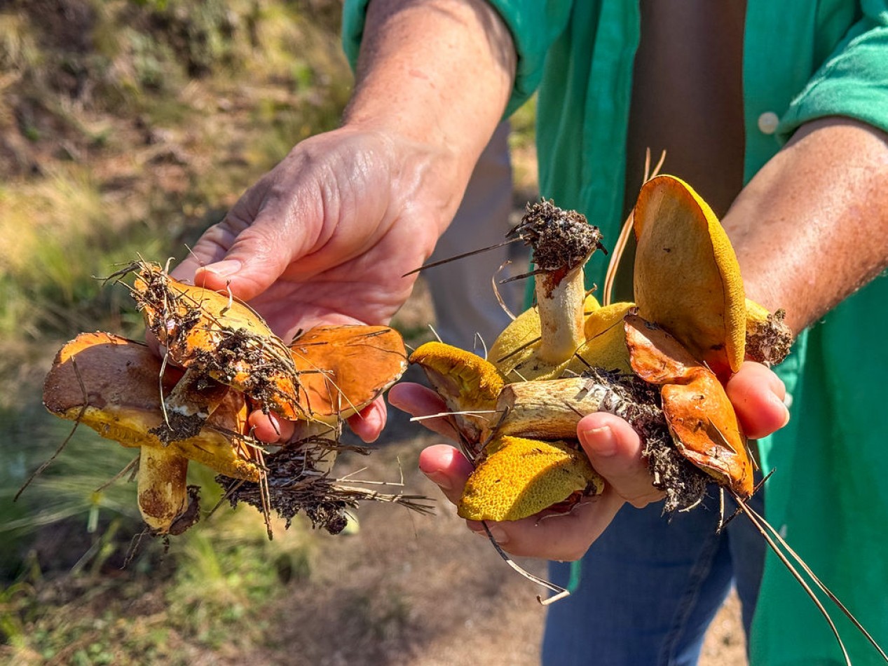 POTRERO DE GARAY- 76 HECTAREAS