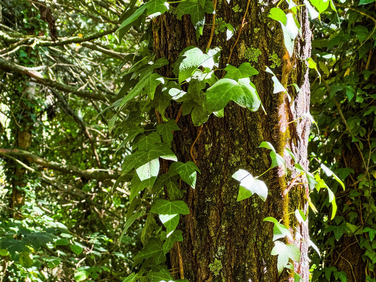 POTRERO DE GARAY- 76 HECTAREAS