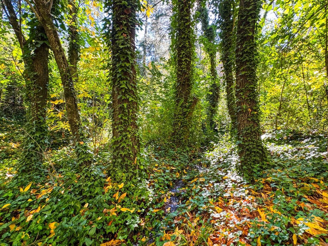 POTRERO DE GARAY- 76 HECTAREAS