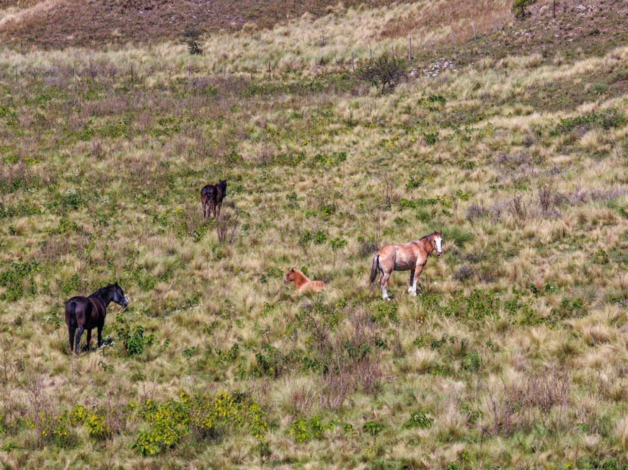 POTRERO DE GARAY- 76 HECTAREAS