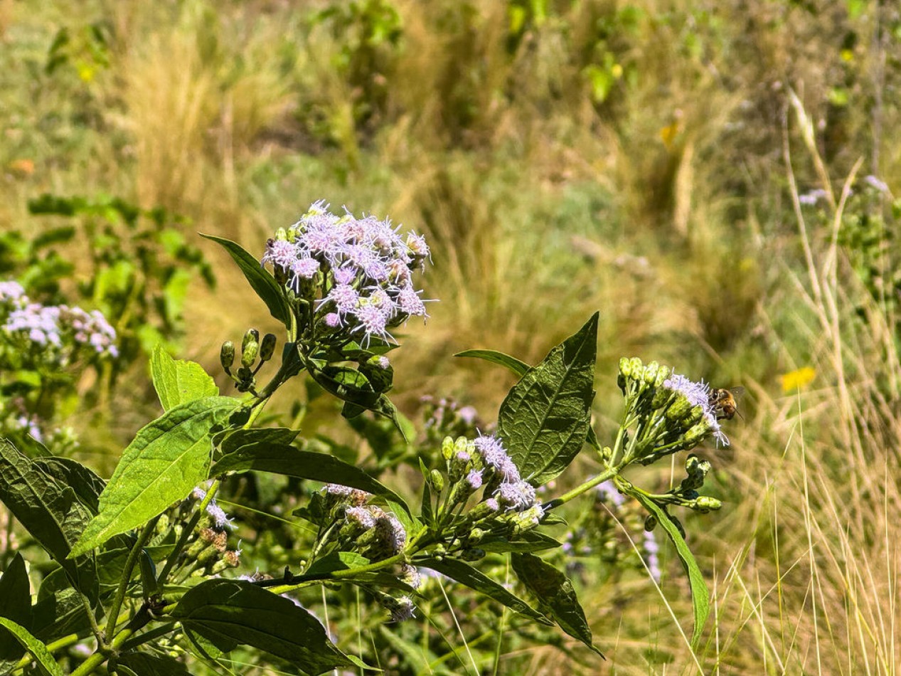 POTRERO DE GARAY- 76 HECTAREAS