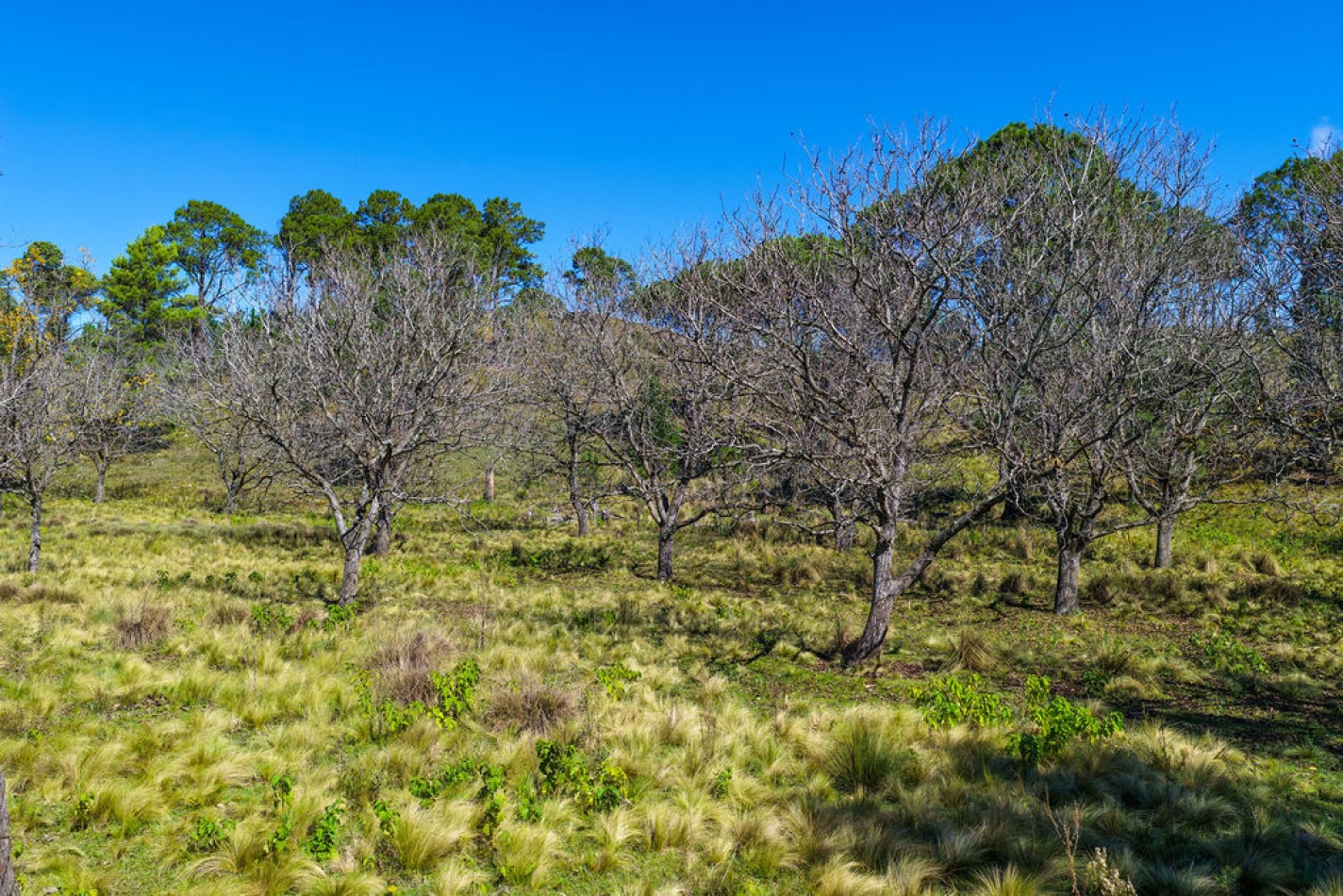 POTRERO DE GARAY- 76 HECTAREAS