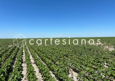 CAMPO AGRICOLA EN VENTA - 430 HECTAREAS PRODUCTIVAS